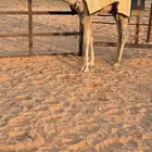 قعود ابوه تمامي