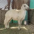 طلي حري