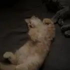 تبني قطط