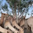 12 قعود للبيع كفو شي كفو