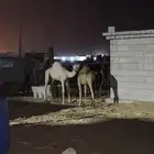 اثنين بعران طيبه