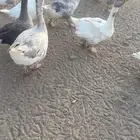 تم البيع الله يبارك لراعيه