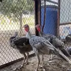 للبيع رومي ذكور العمر 5 شهور تقريبا  الصحه شرط