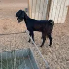 عنز