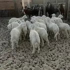 20 خروف ورخل