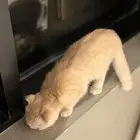 هرة سكوتش فولد أنثى