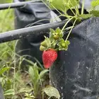 شتلات فراولة جيل اول حوالي 700 شتلة