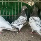 حمام لاكا مطير