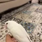 انثى روز
