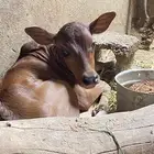 بقره مع حسيلها