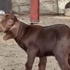 مشروع فحل