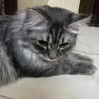 قط مفقود