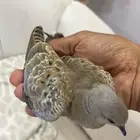 قمري للبيع سليمه شرط حبه وحده