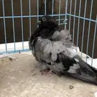 حمام كشكش