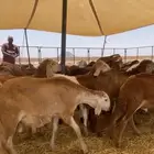 هرافي سواكن