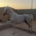 حصان واهو للبيع