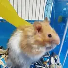 هامستر بجميع اغراضه