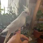 كروان البينو عيون حمر