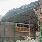 عشه شبك حمام