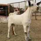 تيوس بيشية