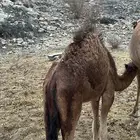 قعود للبيع
