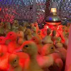 صوص بط بكيني