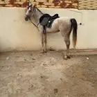 للبيع حصان شعبي