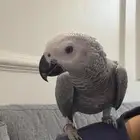 كاسكو