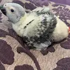 فرخ كاسكو انتاج محلي