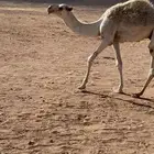 قعود اوضح