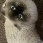 قط تزاوج