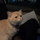 قط ذكر عمره 4 شهور