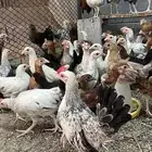 صيصان دجاج العمر 3 اشهر