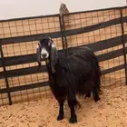 للبيع عنز طيبه