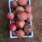 رمان للبيع