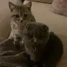 قطط