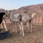 ناقه ضروبه للبيع