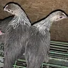 بشاير عربي شوكي