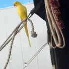 دره ذكر لاتينو
