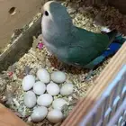 انثى اليفه منتجه