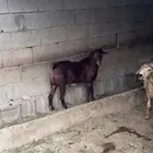 فحل ادهم صنف الصنف مشروط(تم الييع )
