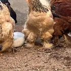 دجاج براهما