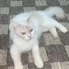 قط شيرازي