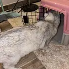 قطوه