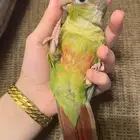 كنيور اناناس تم البيع