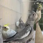 كروان ايميرالد مع ديل فاكتور وسنقل فاكتور