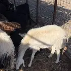 10 ضان من رباع تحت عمراهن 10 معزا من رباع تحت حلال نضيف