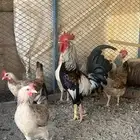 دجاج دندراوي شوكي