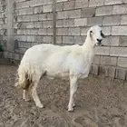 شاه مقنى