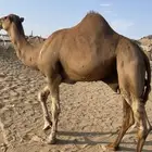 بعير عادي